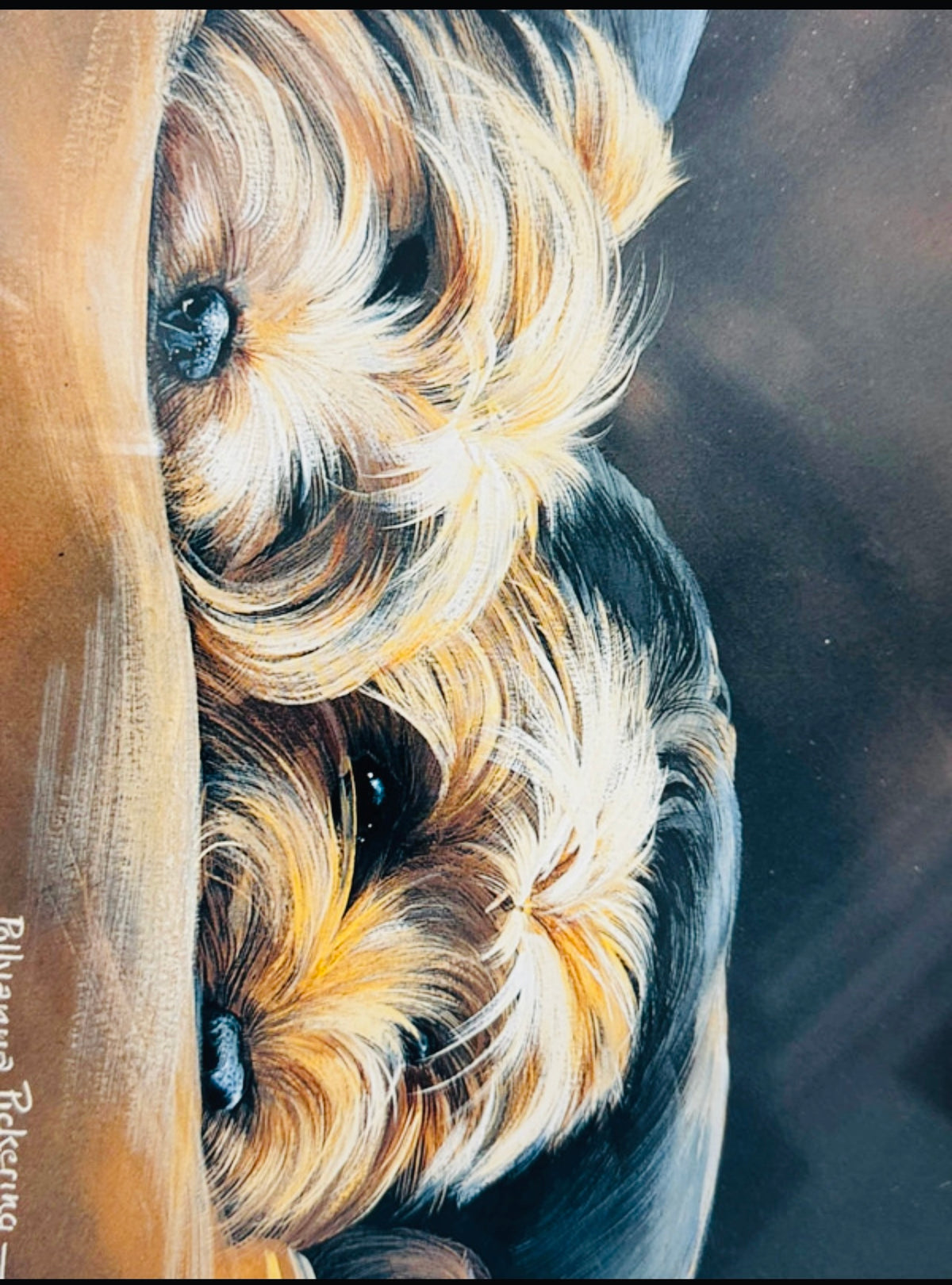 Yorkies by Pollyanna Pickering