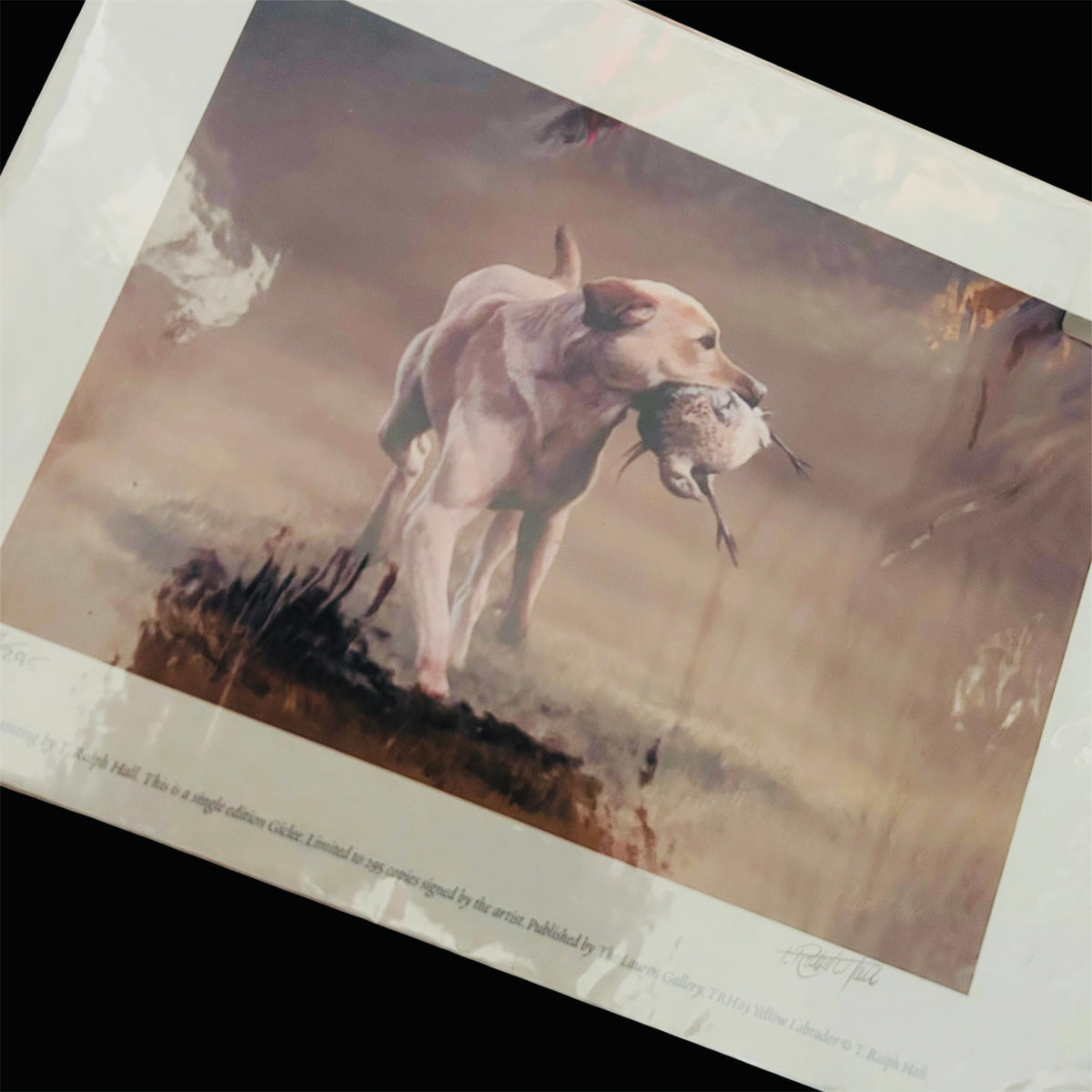 T R Hiley Signed Limited Edition Working Labrador Gundog Game Bird Print