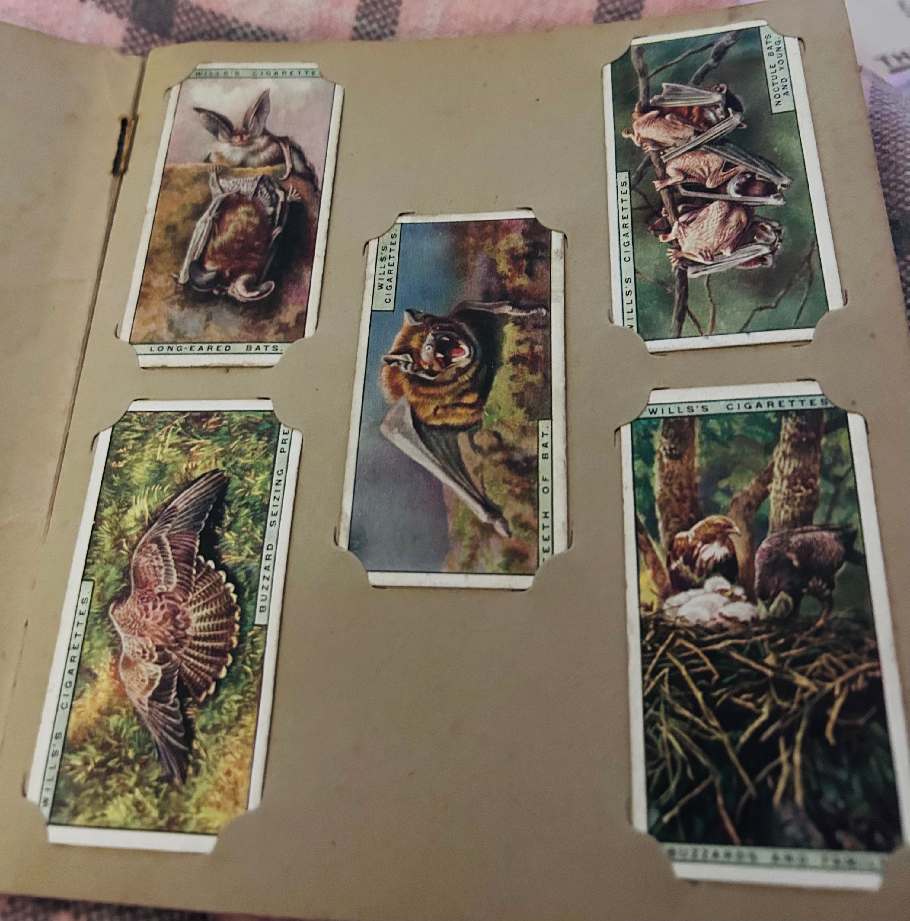 1925 Wills Life in the Tree Tops Cigarette Card Album Complete 50 Card Set Vintage
