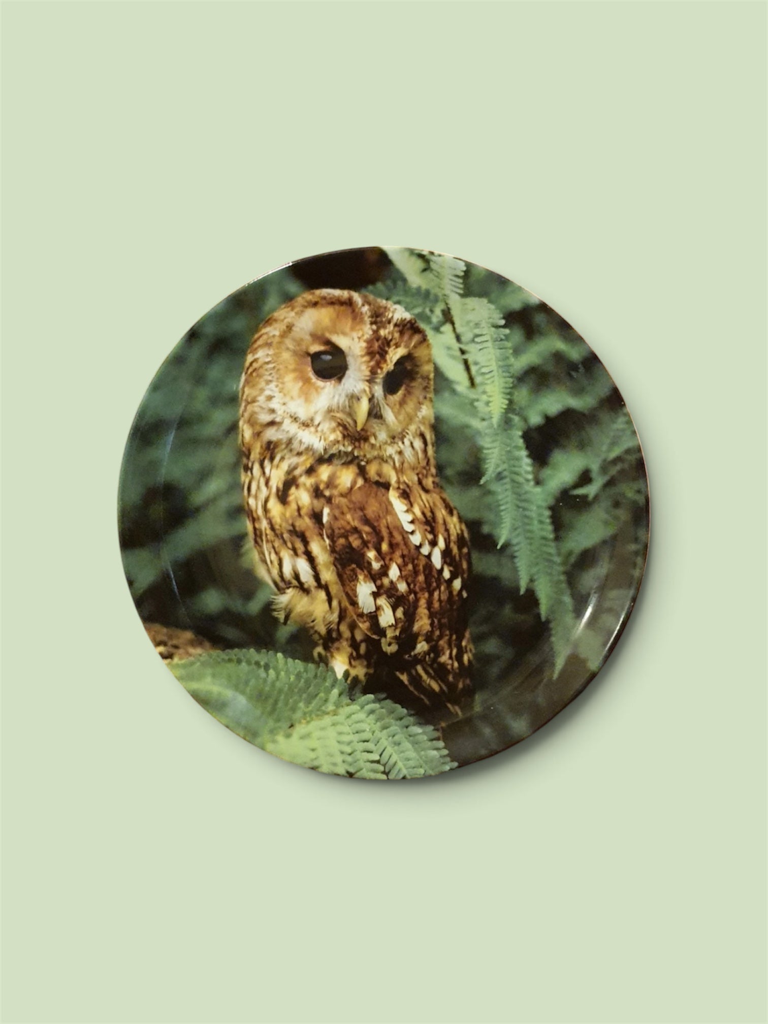 Wedgwood The Night Caller Michael Leach Limited Edition Owl Collector Plate