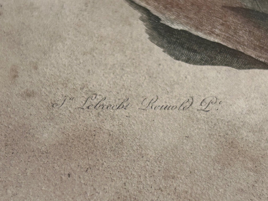 François Levaillant Le Montagnard Lesser Kestrel Antique 18th Century Hand Coloured Engraving