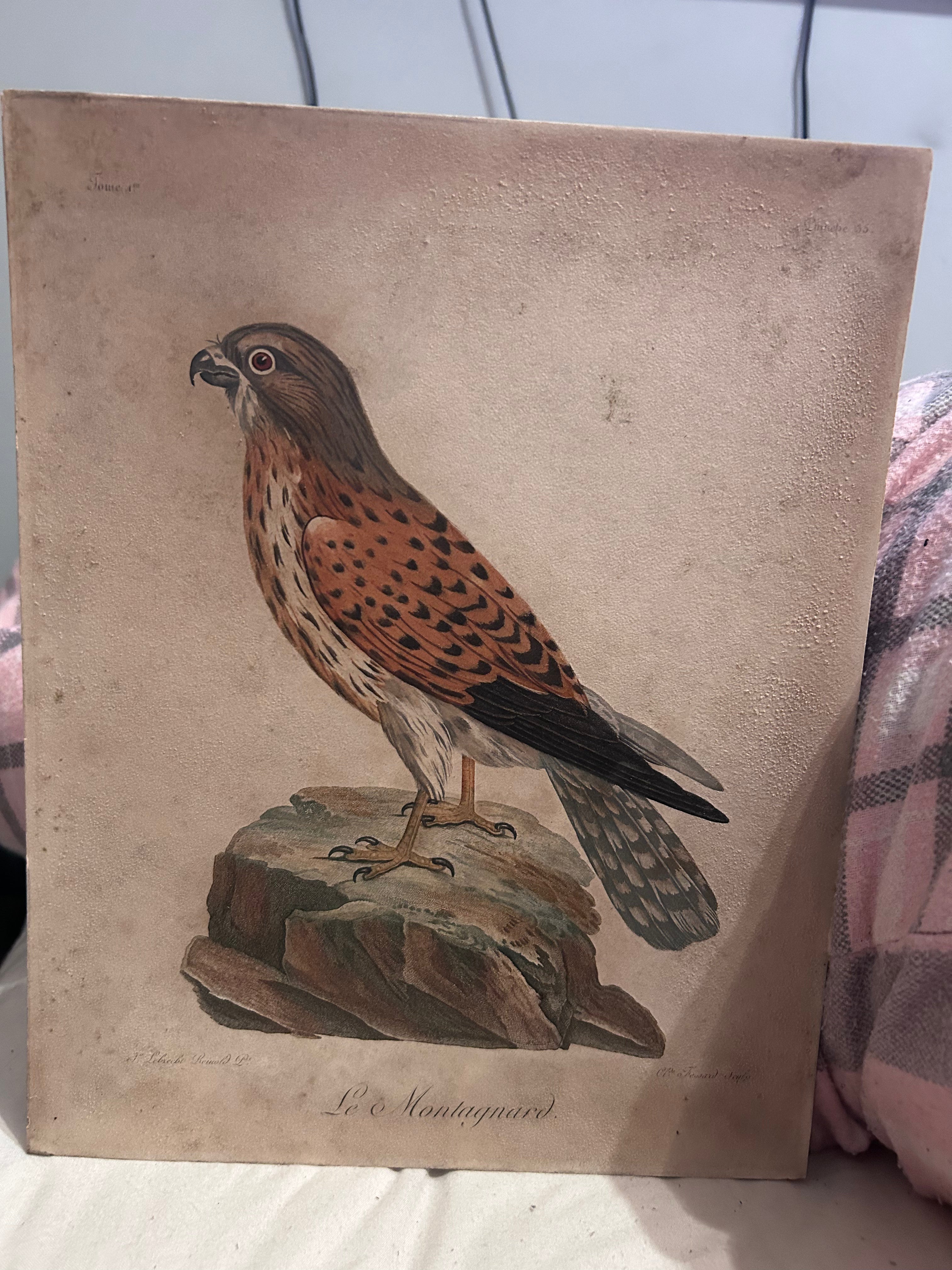 François Levaillant Le Montagnard Lesser Kestrel Antique 18th Century Hand Coloured Engraving