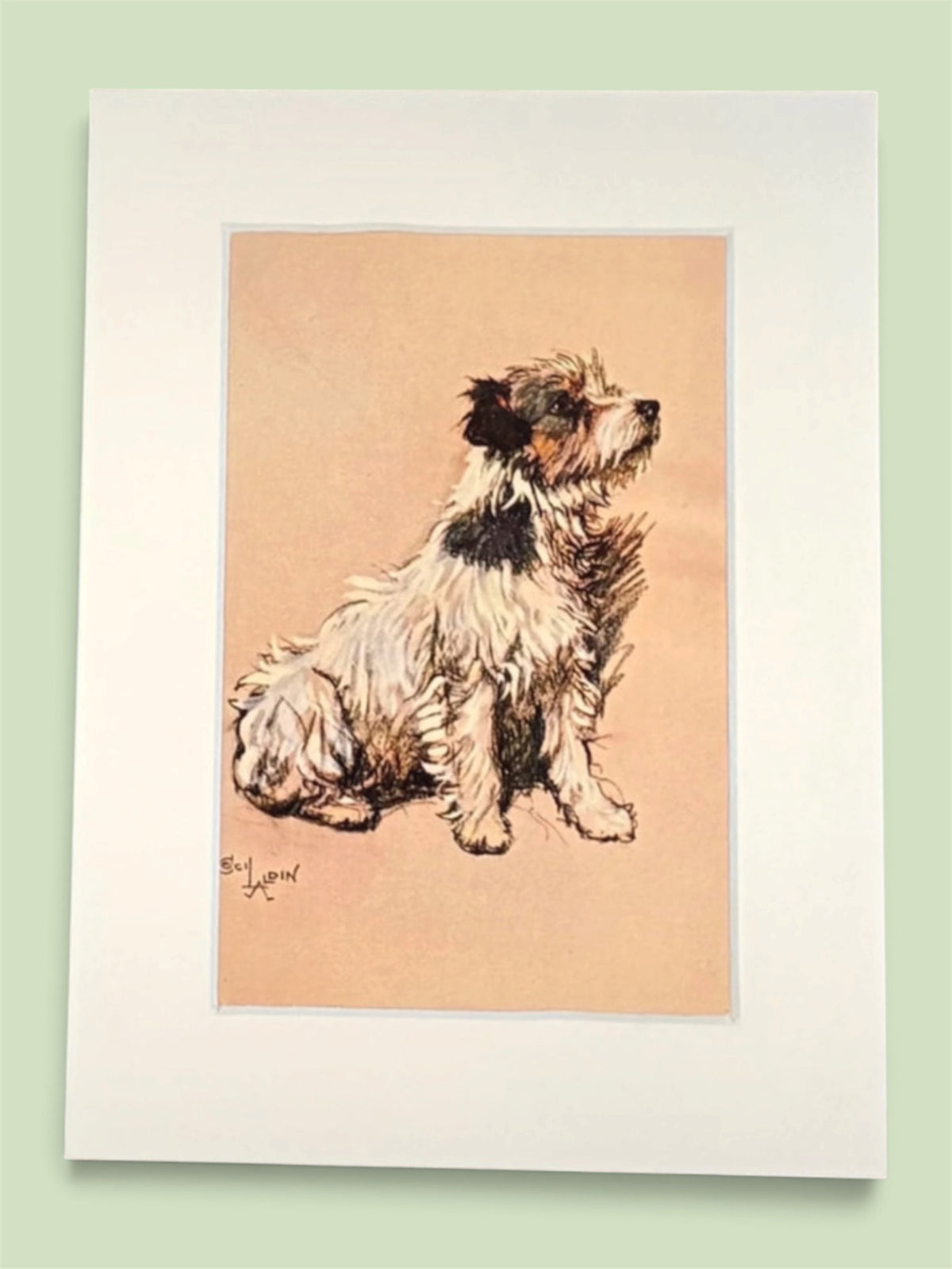 Cecil Aldin Reproduction Terrier Dog Print Vintage Style 8x6 Mounted
