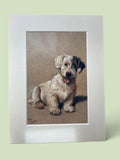 Cecil Aldin Reproduction Terrier Dog Print Sealyham Style 8x6 Mounted