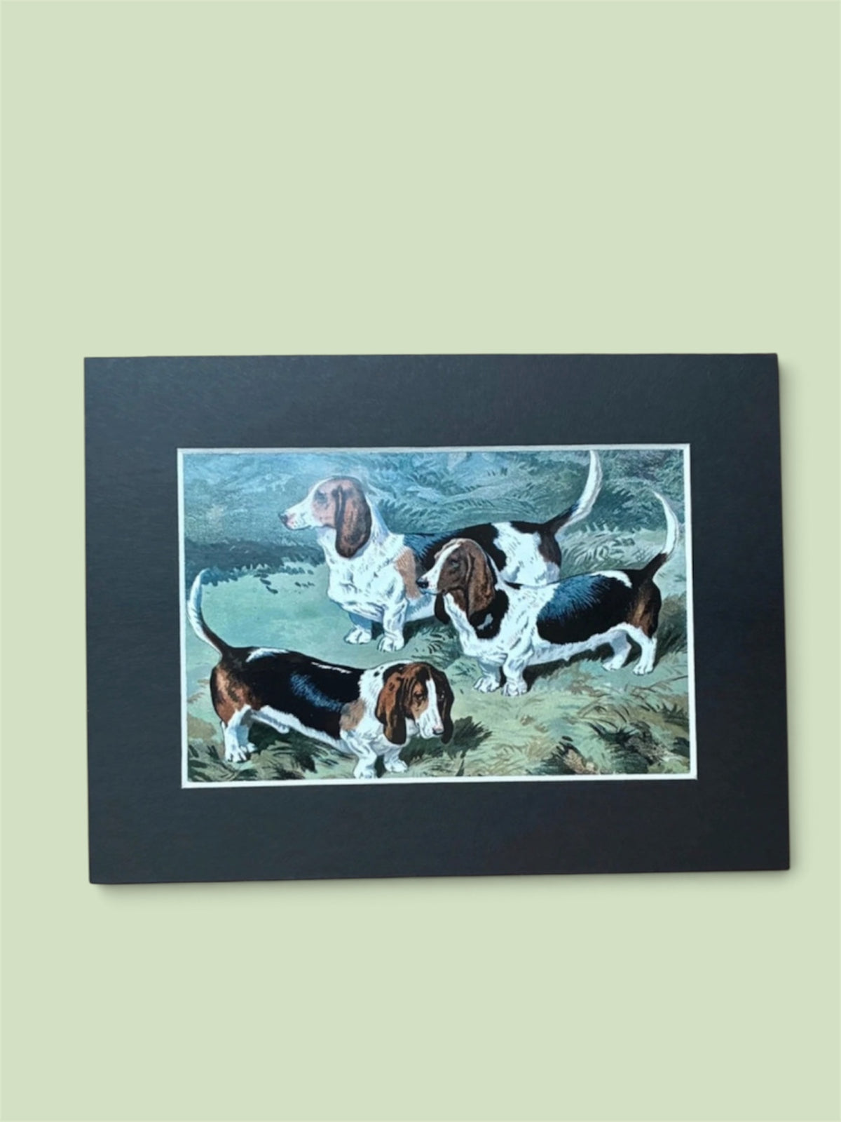 Cecil Aldin Reproduction Basset Hounds Dog Print Country Art 8x6 Mounted