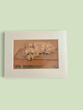 Cecil Aldin Reproduction Terrier Dog Print Cairn Terrier 8x6 Mounted