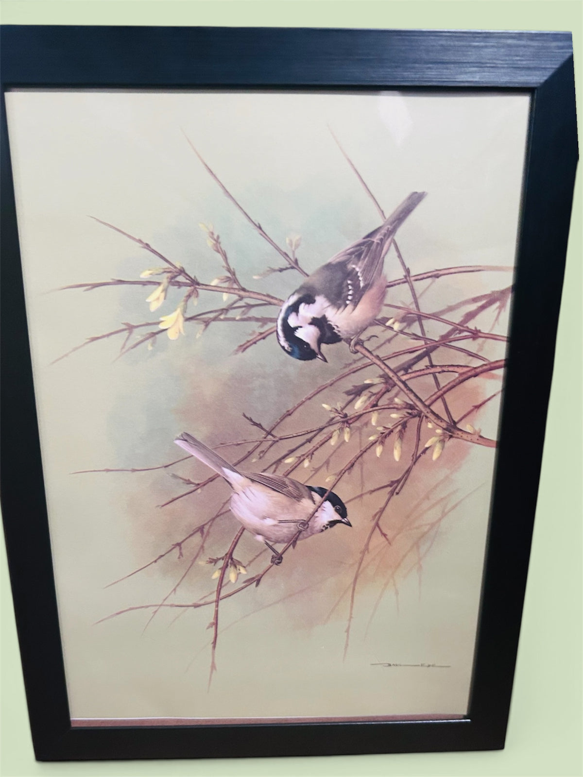 Vintage Basil Ede Marsh Tit & Coal Tit Framed Bird Bookplate Print